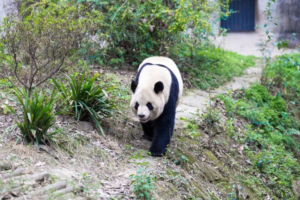 Panda Chengdu şehir Hayvanat Bahçesi
