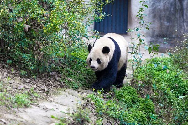 Panda Chengdu şehir Hayvanat Bahçesi