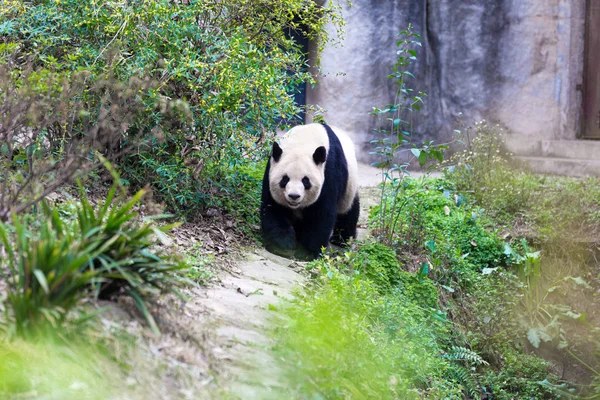Panda Chengdu şehir Hayvanat Bahçesi