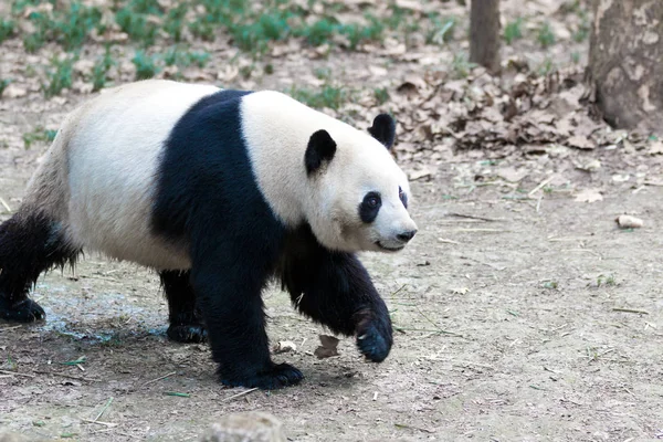 Panda Chengdu Állatkert — Stock Fotó