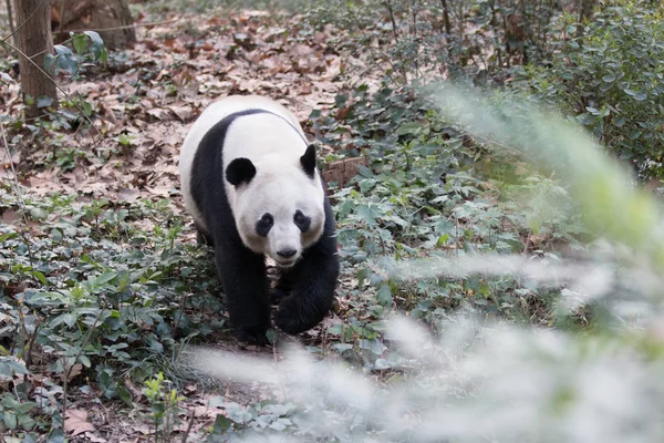 Panda Zoo Město Chengdu — Stock fotografie