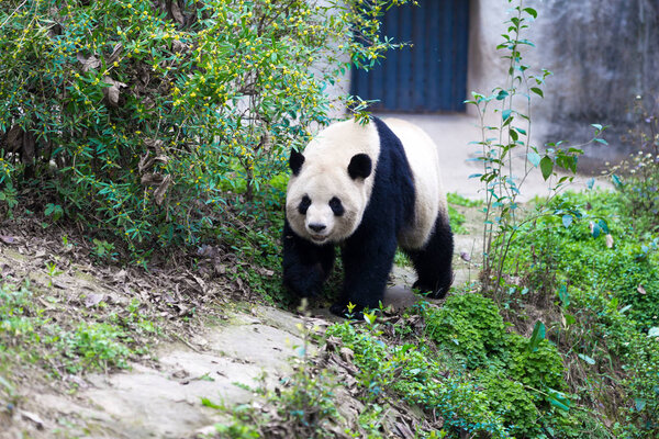 panda in Chengdu city zoo