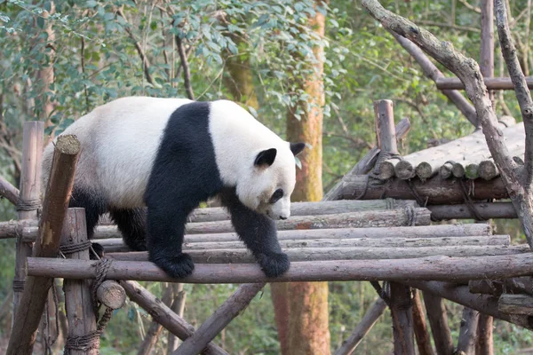 Panda Allo Zoo Chengdu — Foto Stock