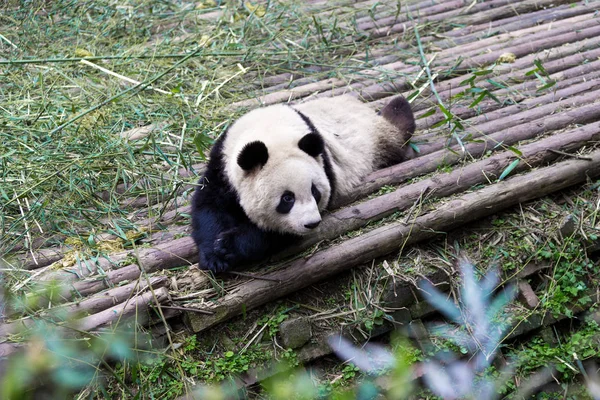 Panda Ζωολογικό Κήπο Πόλη Τσενγκντού — Φωτογραφία Αρχείου