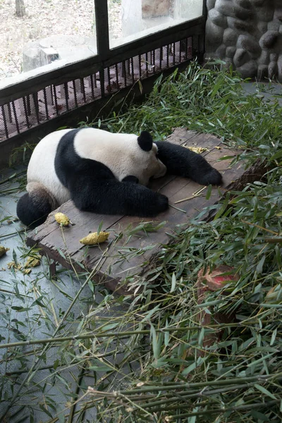 Panda Chengdu City Zoo — Stock Photo, Image