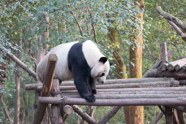Panda Chengdu City Zoo — Zdjęcie stockowe