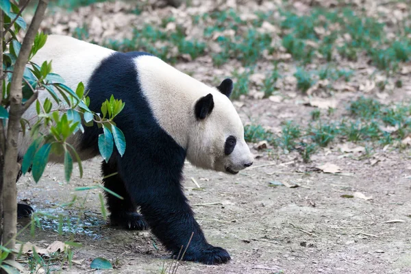 Panda Chengdu şehir Hayvanat Bahçesi