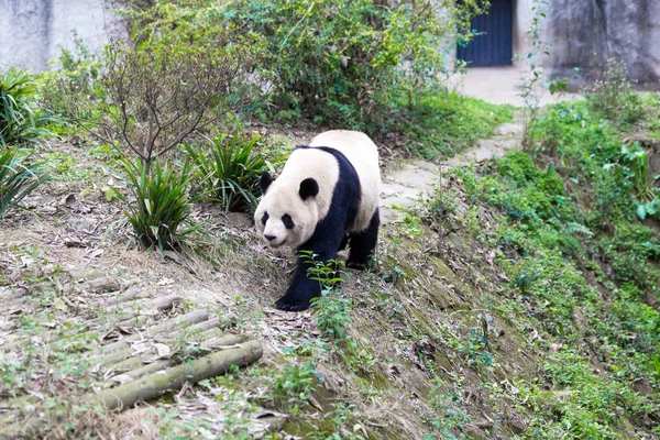 Panda Chengdu Şehir Hayvanat Bahçesi — Stok fotoğraf