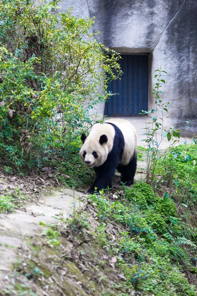 Panda Chengdu Şehir Hayvanat Bahçesi — Stok fotoğraf