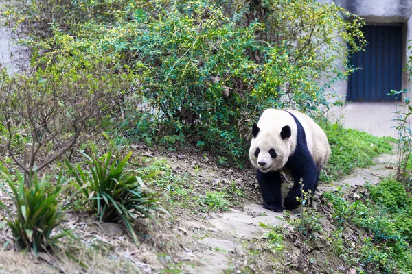 Panda Chengdu Şehir Hayvanat Bahçesi — Stok fotoğraf