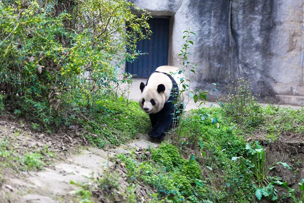 Panda Chengdu Şehir Hayvanat Bahçesi — Stok fotoğraf