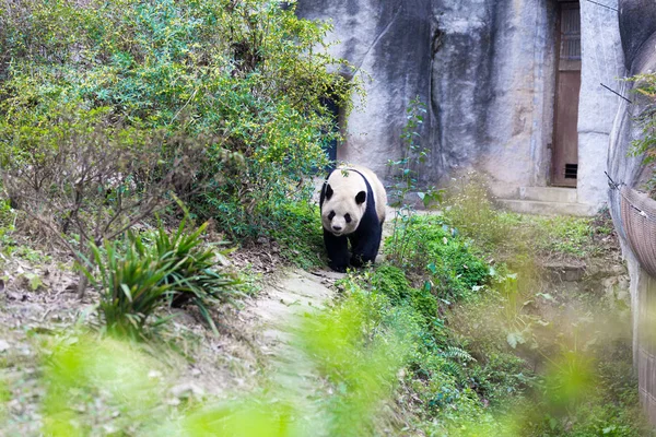 Panda Chengdu şehir Hayvanat Bahçesi