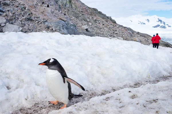 Пінгвінів Південного Полюса Антарктиці — стокове фото