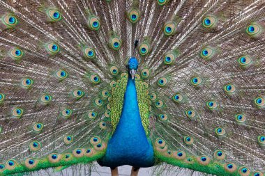 güzel tavuskuşu detayını yakın çekim