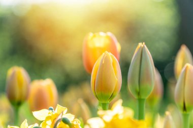 Bir bahçe bokeh efektli güneş ışığı altında güzel lale