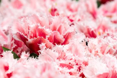 Bir bahçe içinde güzel pembe laleler, yakın çekim