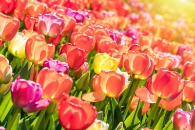 Birçok renkli lale güneş ışığı altında yakın çekim