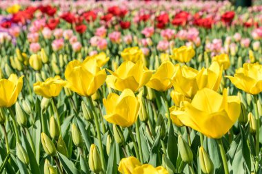 Bahçe çok güzel renkli lale