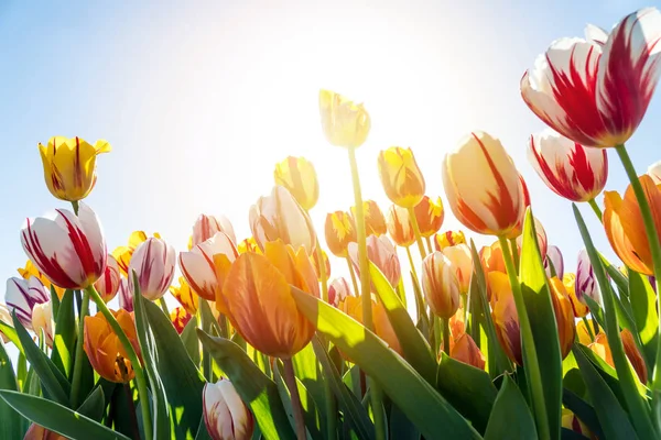Piękne Kolorowe Tulipany Słońcu Niebie — Zdjęcie stockowe