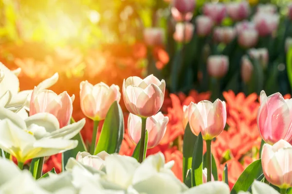 Grupa Wspaniałych Kolorowych Tulipanów Słońcu — Zdjęcie stockowe