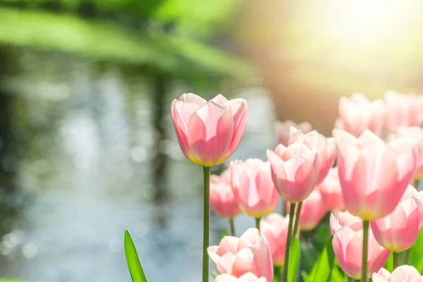 Schöne Gruppe Rosa Tulpen Sonnenlicht — Stockfoto