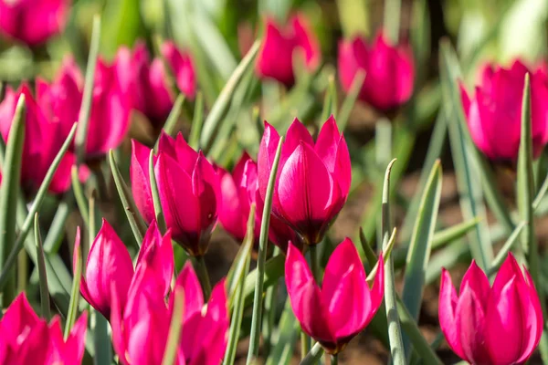 Beautiful Little Tulips Garden — Stock Photo, Image