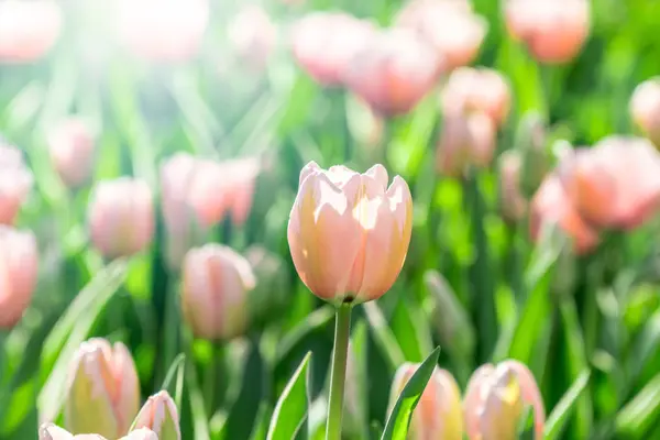Piękne Różowe Tulipany Słońcu Efekt Bokeh — Zdjęcie stockowe