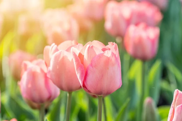 Piękne Różowe Tulipany Słońcu Nieostrość Selektywne — Zdjęcie stockowe