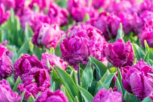 花园里美丽的紫色郁金香 — 图库照片