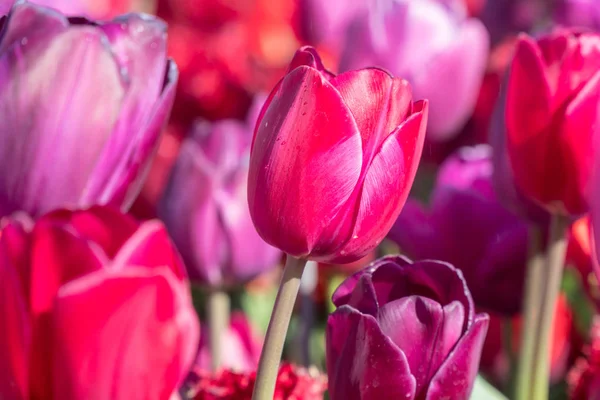 Beautiful Red Purple Tulips Garden — Stock Photo, Image