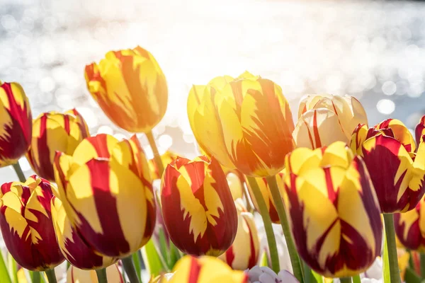 Piękne Czerwone Żółte Tulipany Słońcu Nad Wodą — Zdjęcie stockowe