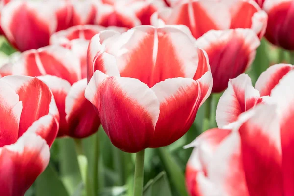 Krásné Červené Bílé Tulipány Zahradě — Stock fotografie