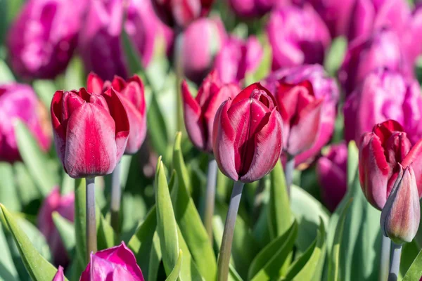 Schöne Rote Tulpen Frühling Garten — Stockfoto