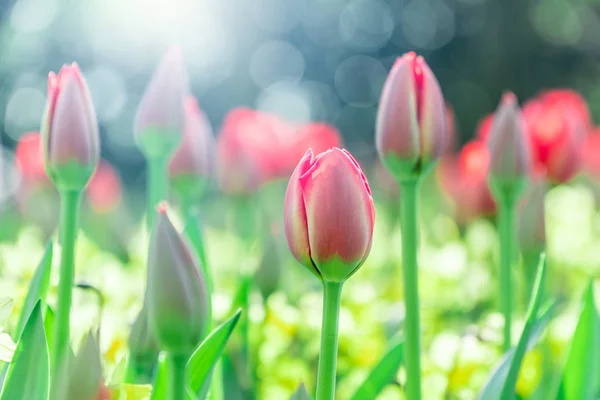 Piękne Czerwone Tulipany Słońcu Efekt Bokeh — Zdjęcie stockowe