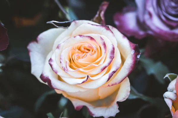 Rosa Bonita Com Efeito Vintage Jardim — Fotografia de Stock