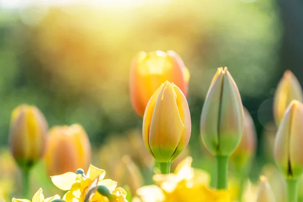 Piękne Tulipany Świetle Słonecznym Efekt Bokeh Ogrodzie — Zdjęcie stockowe