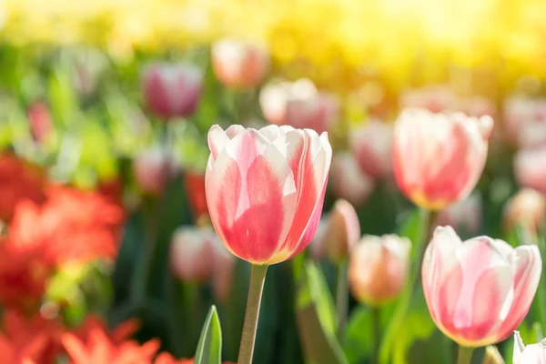 Krásné Tulipány Slunci Zahradě — Stock fotografie