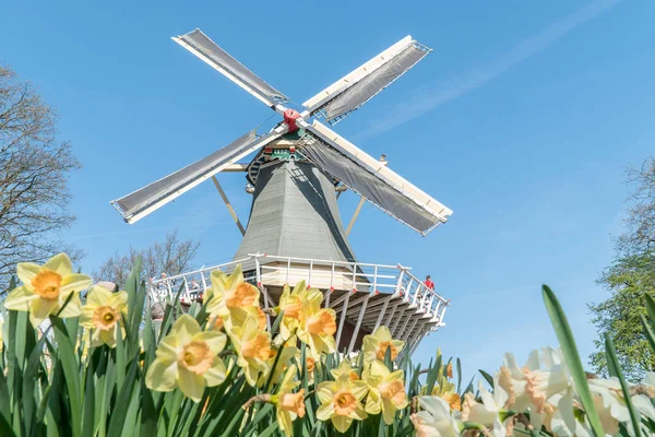 Beautiful White Yellow Flowers Front Windmill Netherlands — Stock Photo, Image