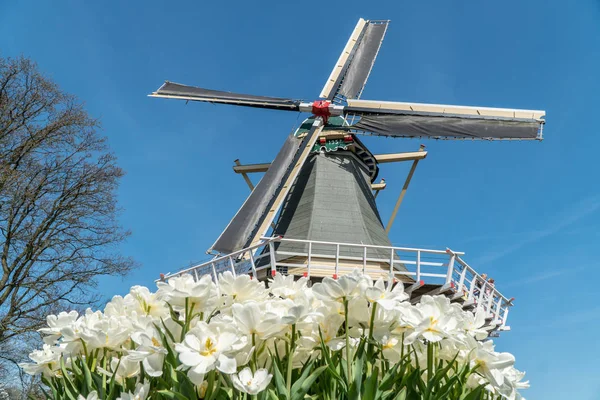 Piękne Białe Kwiaty Przed Wiatrak Holandia — Zdjęcie stockowe