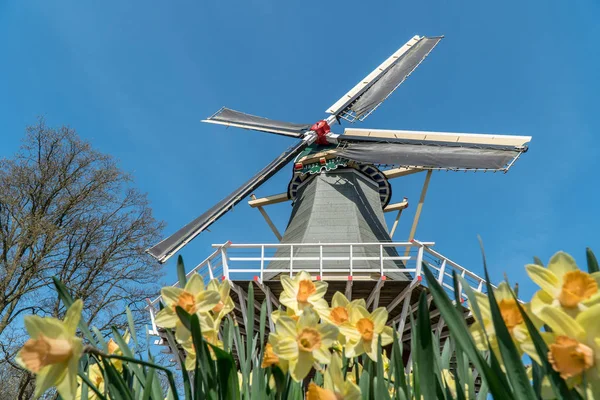 Lindas Flores Amarelas Frente Moinho Vento Holanda — Fotografia de Stock