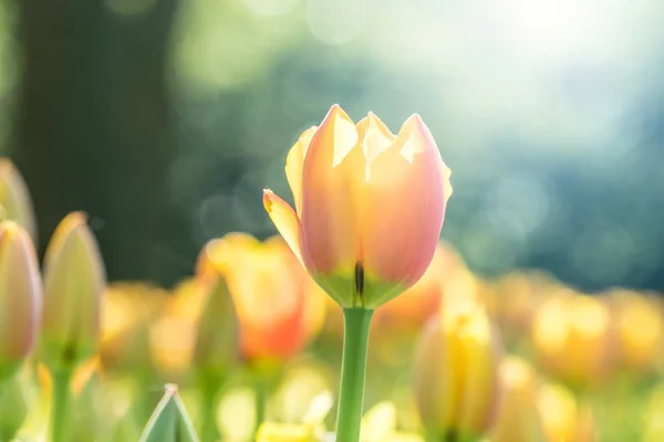 Piękny Żółty Tulipan Słońcu Ogrodzie — Zdjęcie stockowe