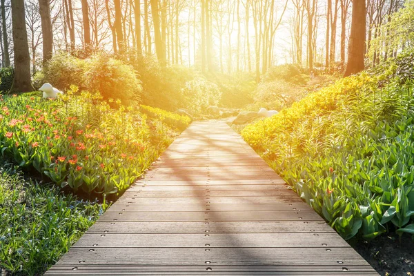 Boardwalk Pięknym Ogrodzie Kwiatami Światło Słoneczne — Zdjęcie stockowe