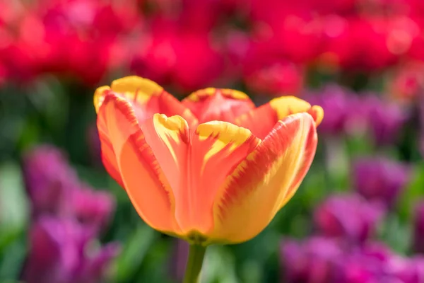 Zbliżenie Czerwony Żółty Tulipan Ogrodzie — Zdjęcie stockowe