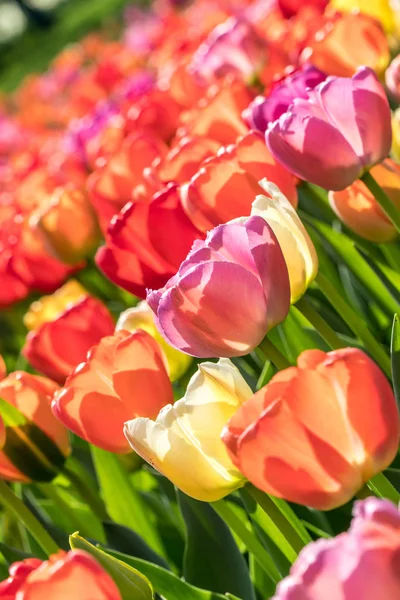 Detailní Záběr Mnoha Barevných Tulipánů Zahradě — Stock fotografie