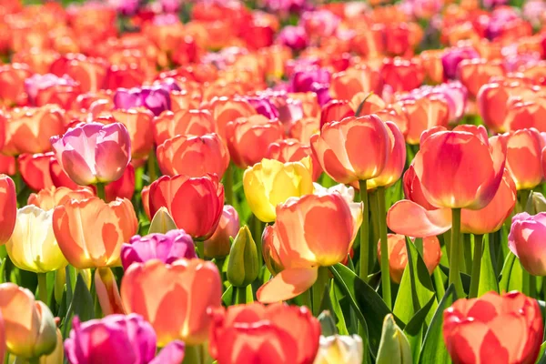 在花园里关闭许多五颜六色的郁金香 — 图库照片