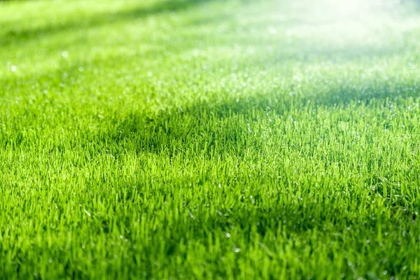 Grünes Gras Mit Sonnenlicht Hintergrund — Stockfoto