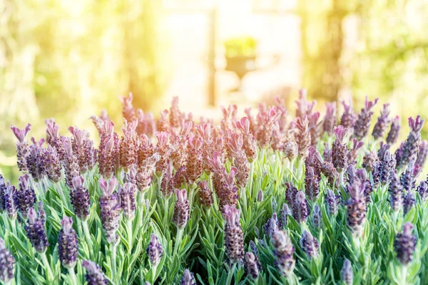 Bela Lavanda Luz Sol Jardim — Fotografia de Stock