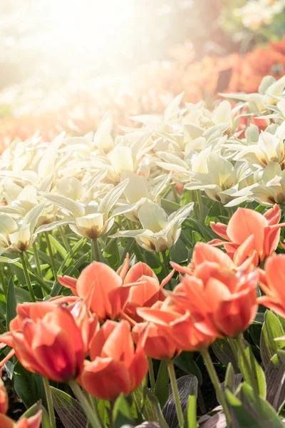 Wiele Piękne Tulipany Słońcu — Zdjęcie stockowe