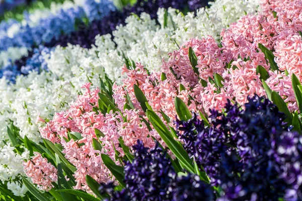 Viele Bunte Hyazinthen Garten — Stockfoto