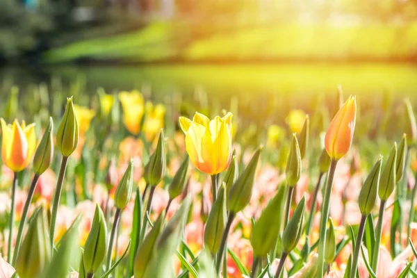 Wiele Kolorowe Tulipany Słońcu Ogrodzie — Zdjęcie stockowe